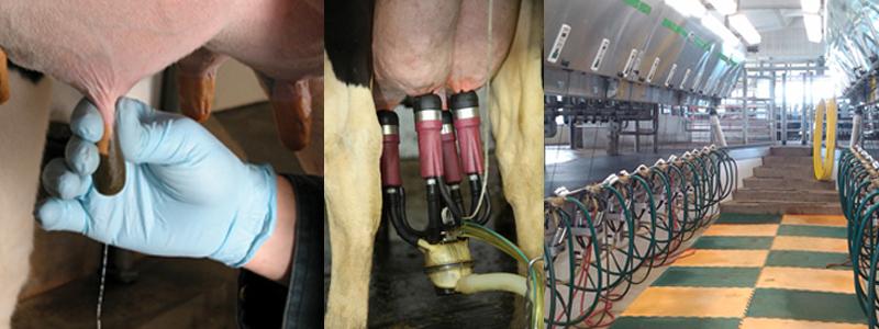 Collage of milking cows