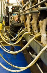 Person milking cows.