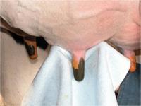 Close-up of cow udder